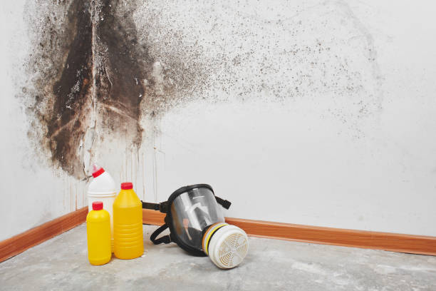 Best Mold Removal Process  in Mcallen, TX