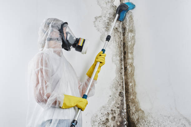 Mcallen, TX Mold Removal Company