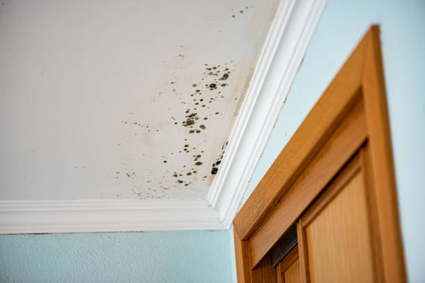 Best Attic Mold Removal  in Mcallen, TX