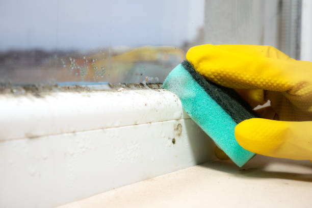 Best Same-Day Mold Removal  in Mcallen, TX