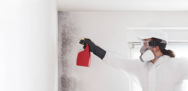 Best Emergency Mold Removal  in Mcallen, TX