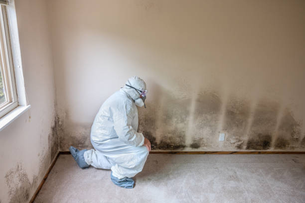 Best Crawl Space Mold Removal  in Mcallen, TX